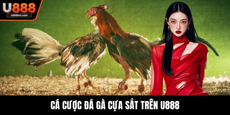 Cá cược đá gà cựa sắt trên U888