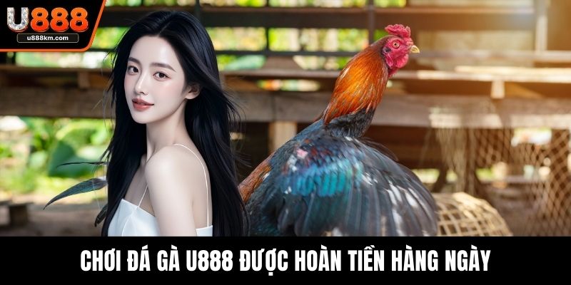 Chơi đá gà U888 được hoàn tiền hàng ngày