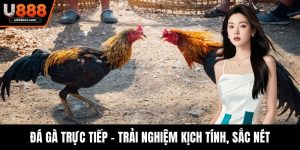 Đá gà trực tiếp