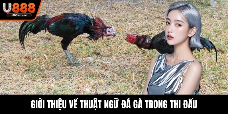 Giới thiệu về thuật ngữ đá gà trong thi đấu