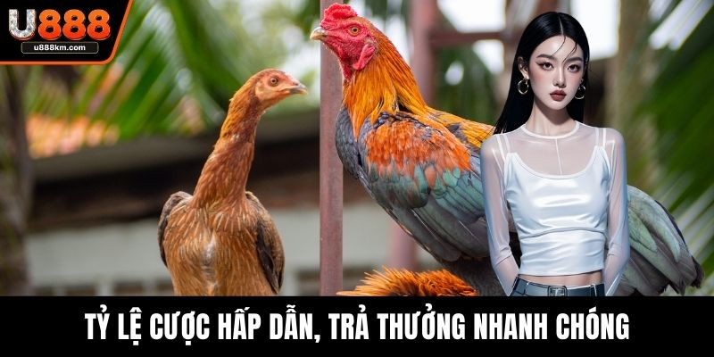 Tỷ lệ cược hấp dẫn, trả thưởng nhanh chóng